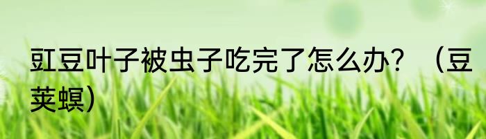 豇豆叶子被虫子吃完了怎么办？（豆荚螟）
