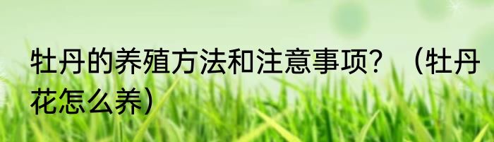牡丹的养殖方法和注意事项？（牡丹花怎么养）