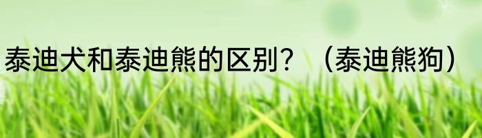 泰迪犬和泰迪熊的区别？（泰迪熊狗）