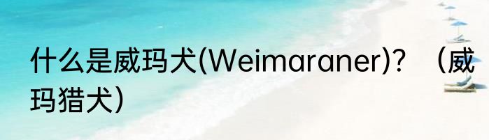 什么是威玛犬(Weimaraner)？（威玛猎犬）