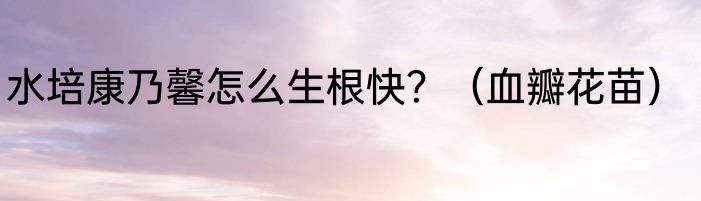 水培康乃馨怎么生根快？（血瓣花苗）