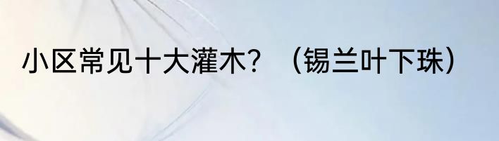 小区常见十大灌木？（锡兰叶下珠）