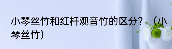 小琴丝竹和红杆观音竹的区分？（小琴丝竹）