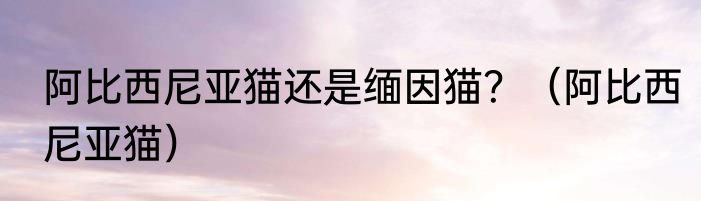 阿比西尼亚猫还是缅因猫？（阿比西尼亚猫）