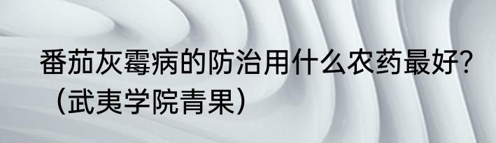 番茄灰霉病的防治用什么农药最好？（武夷学院青果）