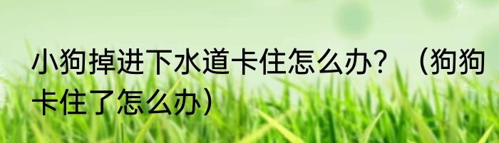 小狗掉进下水道卡住怎么办？（狗狗卡住了怎么办）