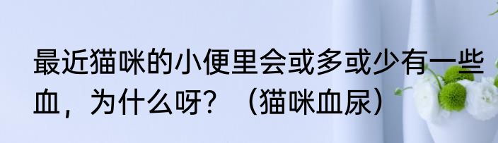 最近猫咪的小便里会或多或少有一些血，为什么呀？（猫咪血尿）