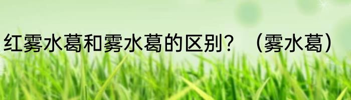 红雾水葛和雾水葛的区别？（雾水葛）