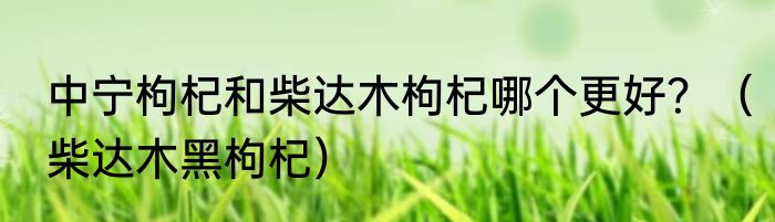 中宁枸杞和柴达木枸杞哪个更好？（柴达木黑枸杞）