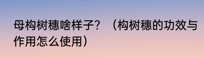 母构树穗啥样子？（构树穗的功效与作用怎么使用）