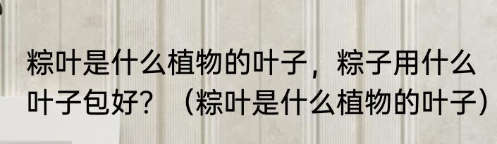 粽叶是什么植物的叶子，粽子用什么叶子包好？（粽叶是什么植物的叶子）