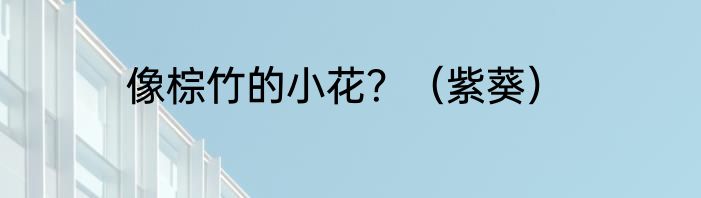 像棕竹的小花？（紫葵）