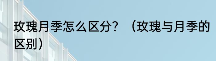 玫瑰月季怎么区分？（玫瑰与月季的区别）