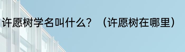 许愿树学名叫什么？（许愿树在哪里）
