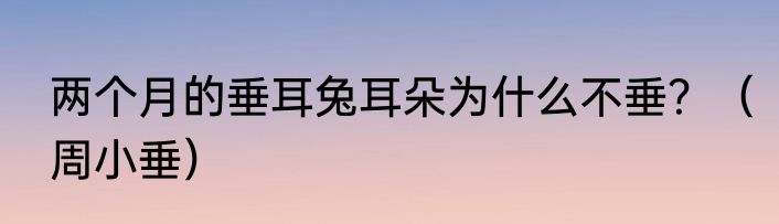 两个月的垂耳兔耳朵为什么不垂？（周小垂）