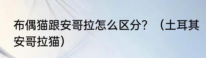布偶猫跟安哥拉怎么区分？（土耳其安哥拉猫）