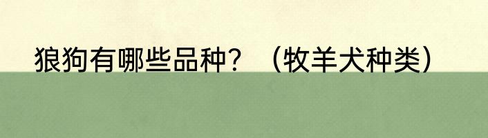 狼狗有哪些品种？（牧羊犬种类）