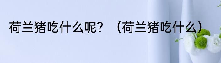 荷兰猪吃什么呢？（荷兰猪吃什么）