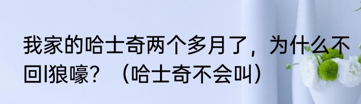 我家的哈士奇两个多月了，为什么不回l狼嚎？（哈士奇不会叫）