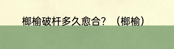 榔榆破杆多久愈合？（榔榆）