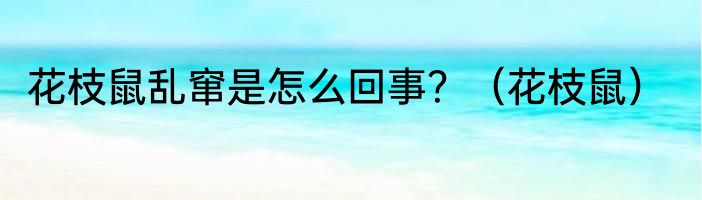 花枝鼠乱窜是怎么回事？（花枝鼠）