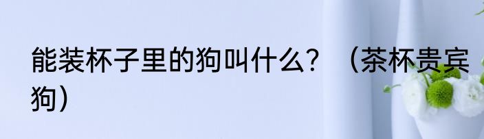 能装杯子里的狗叫什么？（茶杯贵宾狗）
