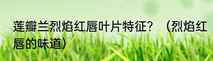 莲瓣兰烈焰红唇叶片特征？（烈焰红唇的味道）