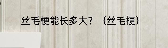 丝毛梗能长多大？（丝毛梗）