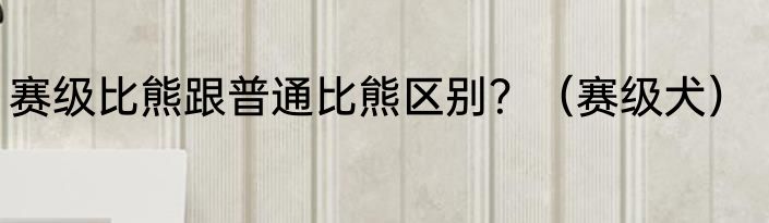 赛级比熊跟普通比熊区别？（赛级犬）