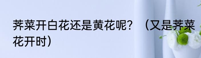 荠菜开白花还是黄花呢？（又是荠菜花开时）
