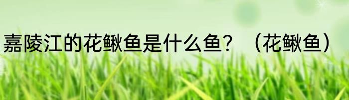 嘉陵江的花鳅鱼是什么鱼？（花鳅鱼）