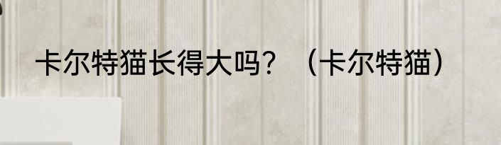 卡尔特猫长得大吗？（卡尔特猫）