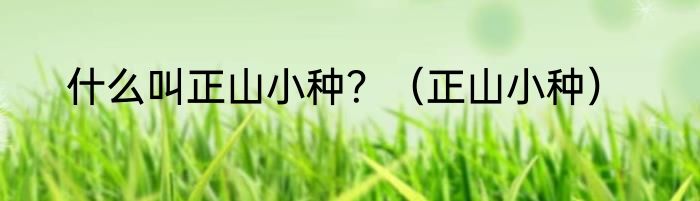 什么叫正山小种？（正山小种）