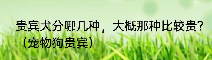 贵宾犬分哪几种，大概那种比较贵？（宠物狗贵宾）