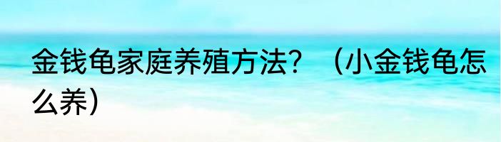 金钱龟家庭养殖方法？（小金钱龟怎么养）