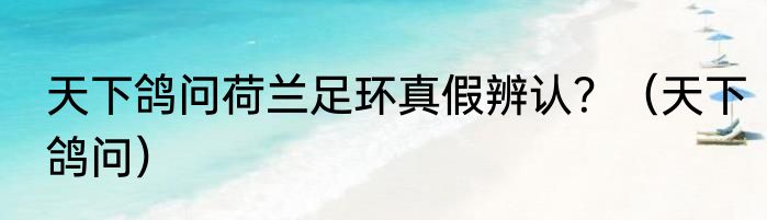 天下鸽问荷兰足环真假辨认？（天下鸽问）