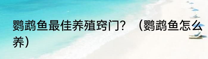 鹦鹉鱼最佳养殖窍门？（鹦鹉鱼怎么养）