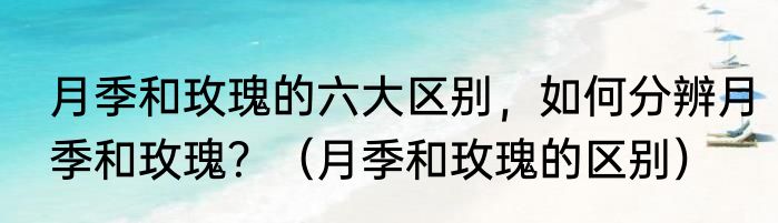 月季和玫瑰的六大区别，如何分辨月季和玫瑰？（月季和玫瑰的区别）