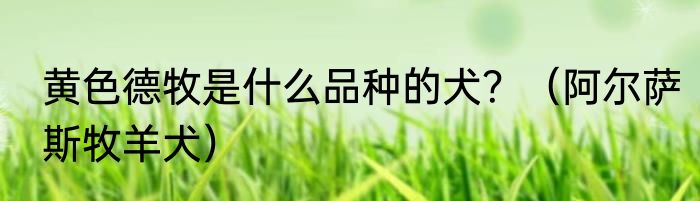 黄色德牧是什么品种的犬？（阿尔萨斯牧羊犬）