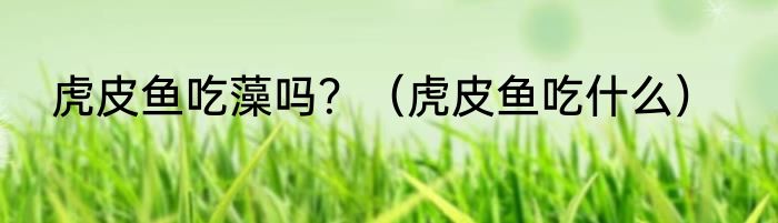 虎皮鱼吃藻吗？（虎皮鱼吃什么）