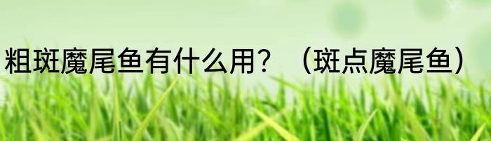 粗斑魔尾鱼有什么用？（斑点魔尾鱼）