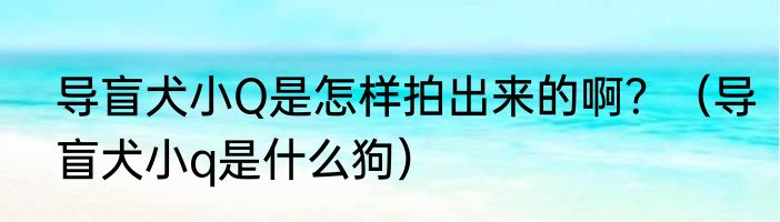 导盲犬小Q是怎样拍出来的啊？（导盲犬小q是什么狗）