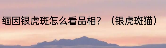 缅因银虎斑怎么看品相？（银虎斑猫）