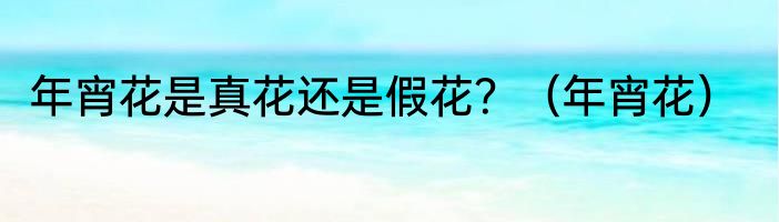 年宵花是真花还是假花？（年宵花）