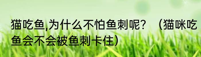 猫吃鱼,为什么不怕鱼刺呢？（猫咪吃鱼会不会被鱼刺卡住）