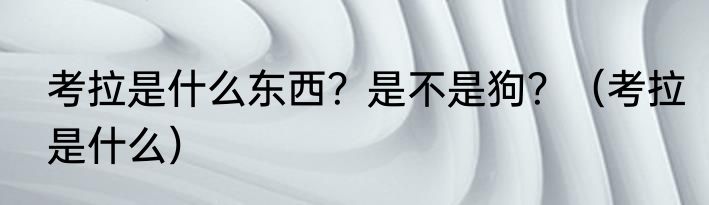 考拉是什么东西？是不是狗？（考拉是什么）