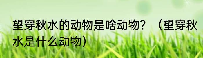 望穿秋水的动物是啥动物？（望穿秋水是什么动物）