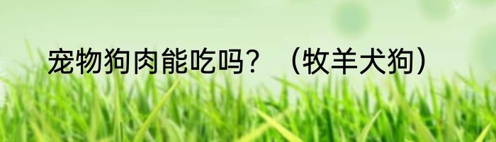 宠物狗肉能吃吗？（牧羊犬狗）