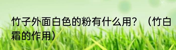 竹子外面白色的粉有什么用？（竹白霜的作用）