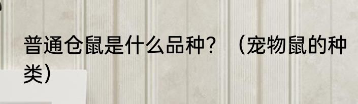 普通仓鼠是什么品种？（宠物鼠的种类）